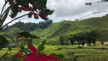 CH hike 6-10 Tea plantation 22